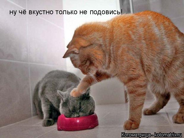 Котоматрица: ну чё вкустно только не подовись!
