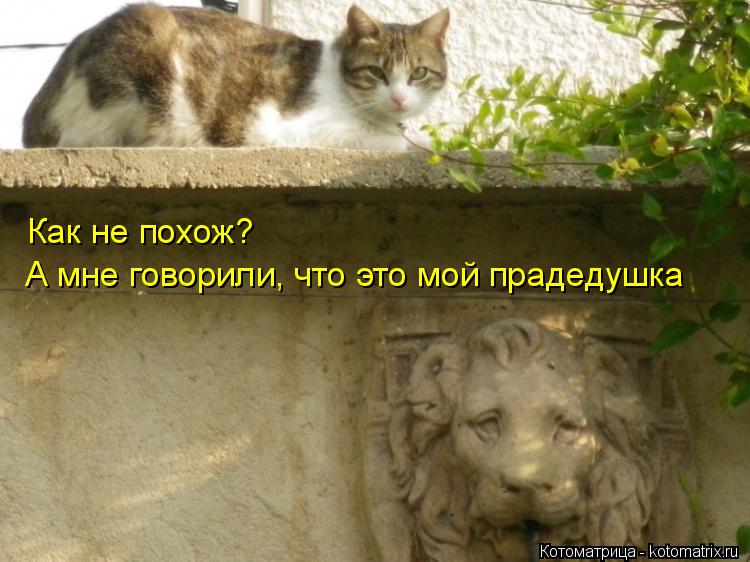 Как не похож? А мне говорили, что это мой прадедушка... Котоматрица: Как не похож? А мне говорили, что это мой прадедушка
