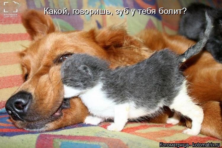 Котоматрица: Какой, говоришь, зуб у тебя болит?