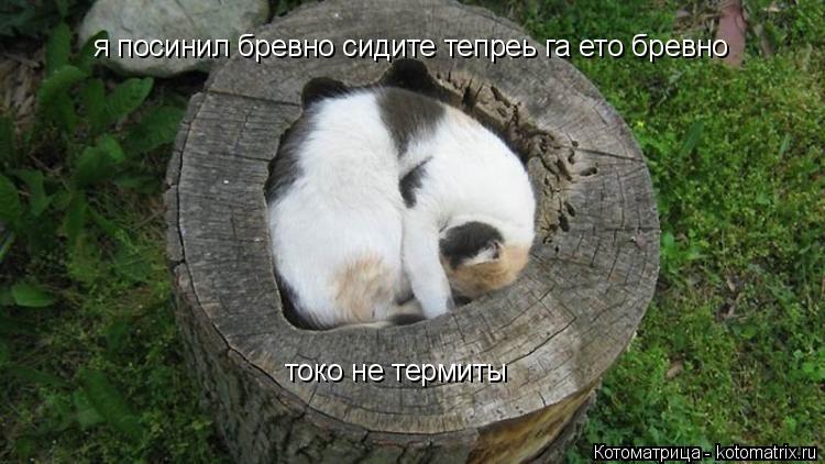 Котоматрица: я посинил бревно сидите тепреь га ето бревно  токо не термиты