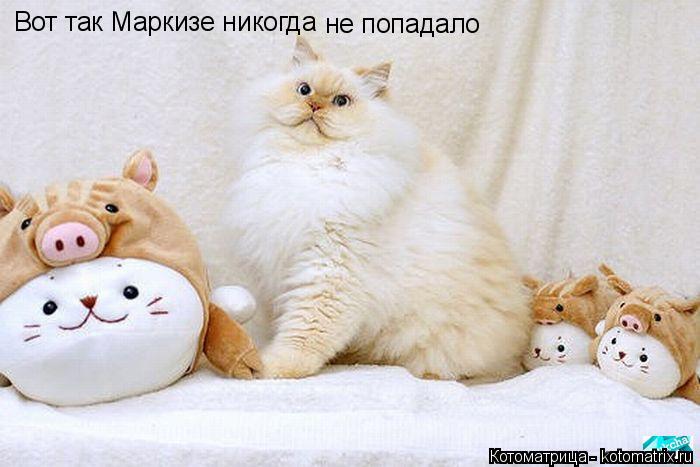 Котоматрица: Вот так Маркизе никогда не попадало