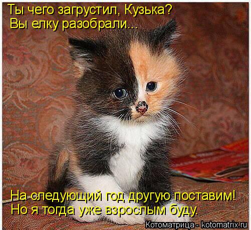 Котоматрица: Ты чего загрустил, Кузька? Вы елку разобрали... На следующий год другую поставим! Но я тогда уже взрослым буду.