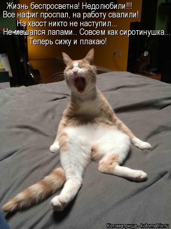 Жизнь беспросветна! Недолюбили!!! На хвост никто не наступил... Не мешался лапами.. Совсем как сироти... Котоматрица: Жизнь беспросветна! Недолюбили!!! На хвост никто не наступил... Не мешался лапами.. Совсем как сиротинушка... Теперь сижу и плакаю! Все нафиг пр
