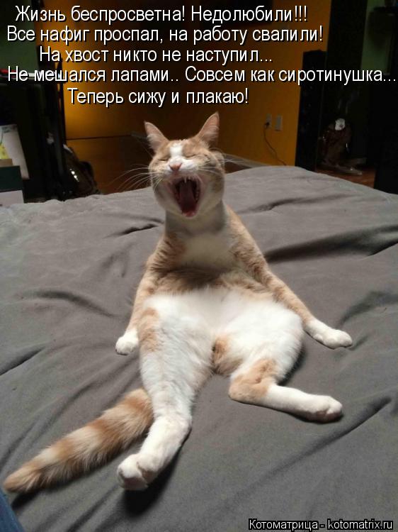 Котоматрица: Жизнь беспросветна! Недолюбили!!! На хвост никто не наступил... Не мешался лапами.. Совсем как сиротинушка... Теперь сижу и плакаю! Все нафиг пр