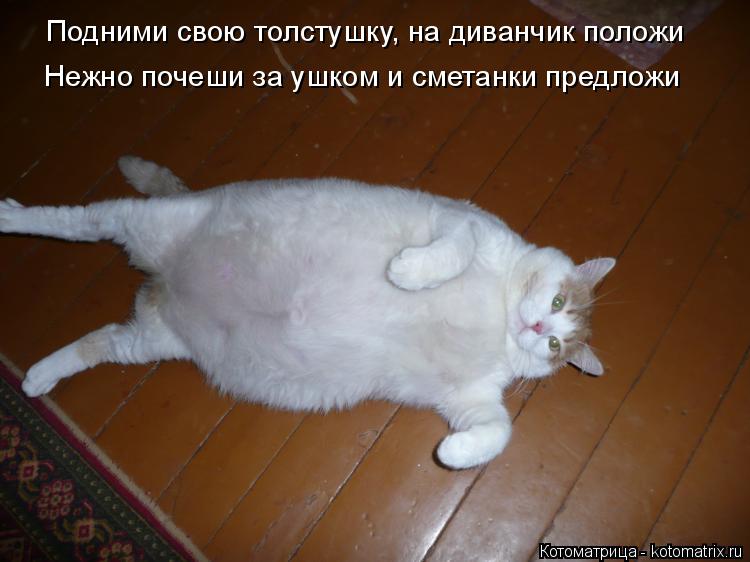 Подними свою толстушку, на диванчик положи Нежно почеши за ушком и сметанки предложи... Котоматрица: Подними свою толстушку, на диванчик положи Нежно почеши за ушком и сметанки предложи