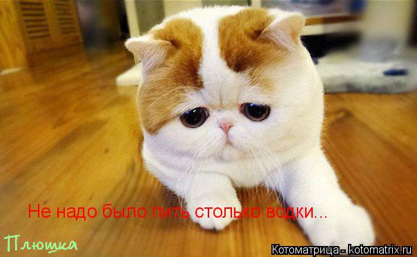 Котоматрица: Не надо было пить столько водки...