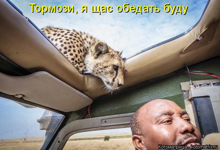 Тормози, я щас обедать буду... Котоматрица: Тормози, я щас обедать буду
