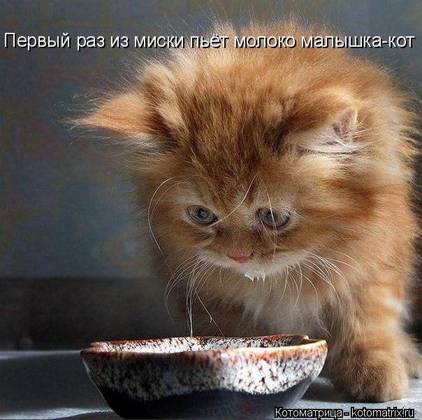 Котоматрица: Первый раз из миски пьёт молоко малышка-кот