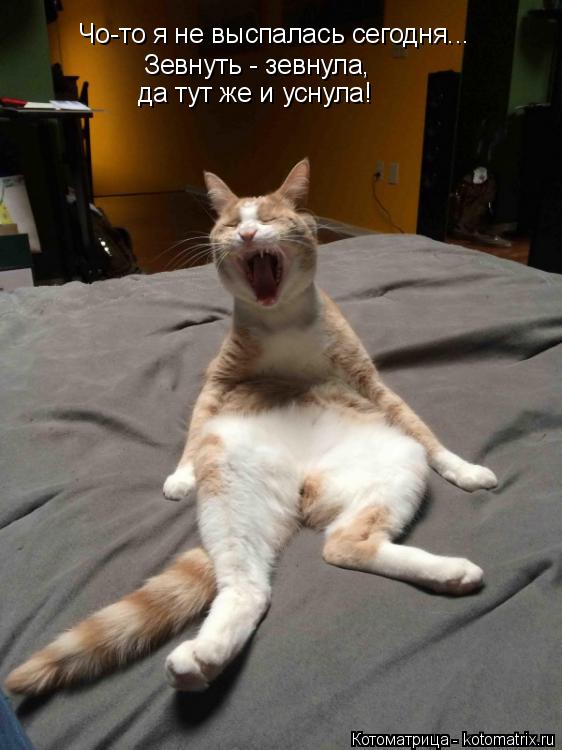Чо-то я не выспалась сегодня... Зевнуть - зевнула, да тут же и уснула!... Котоматрица: Чо-то я не выспалась сегодня... Зевнуть - зевнула, да тут же и уснула!