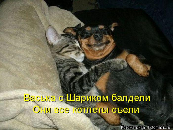 Васька с Шариком балдели Они все котлеты съели... Котоматрица: Васька с Шариком балдели Они все котлеты съели