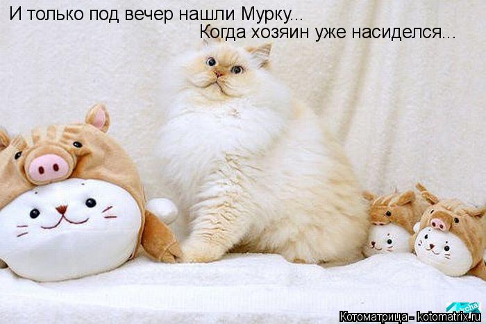 Котоматрица: И только под вечер нашли Мурку... Когда хозяин уже насиделся...