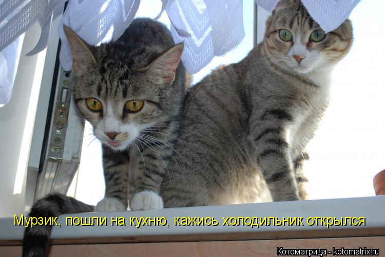 Мурзик, пошли на кухню, кажись холодильник открылся... Котоматрица: Мурзик, пошли на кухню, кажись холодильник открылся
