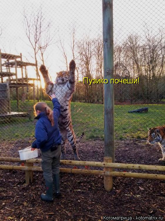 Котоматрица: - Пузико почеши!