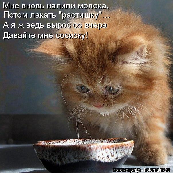 Котоматрица: Мне вновь налили молока, Потом лакать "растишку"… А я ж ведь вырос со вчера Давайте мне сосиску!