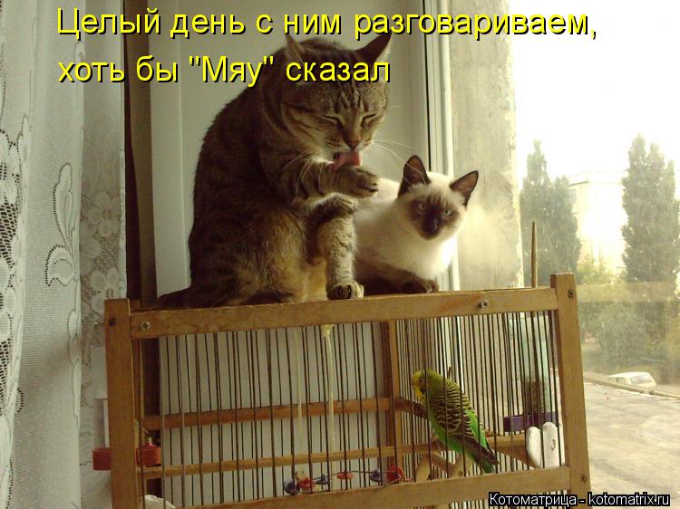 Целый день с ним разговариваем, хоть бы "Мяу" сказал... Котоматрица: Целый день с ним разговариваем, хоть бы "Мяу" сказал