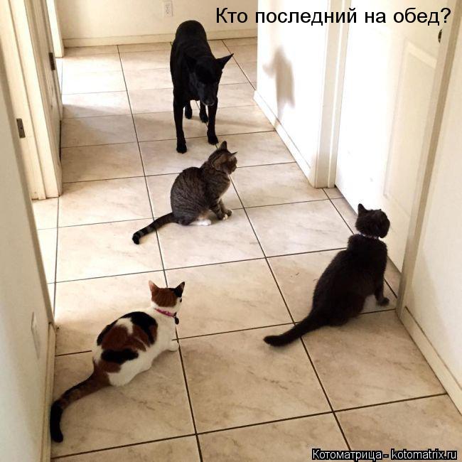 Котоматрица: Кто последний на обед?