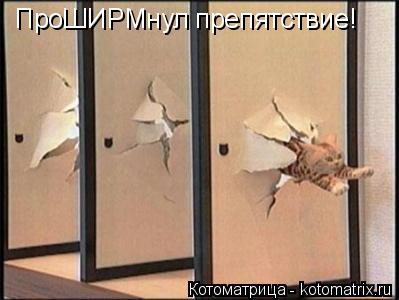 Котоматрица: ПроШИРМнул препятствие!