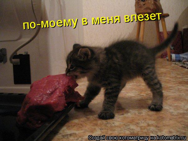 Котоматрица: по-моему в меня влезет