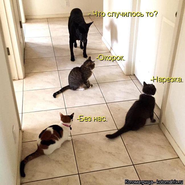 Котоматрица: - Что случилось то? -Окорок. -Нарезка. -Без нас.