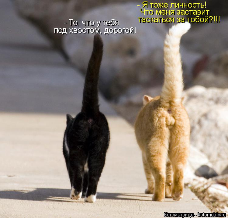 Котоматрица: - Я тоже личность! Что меня заставит таскаться за тобой?!!! - То, что у тебя под хвостом, дорогой!