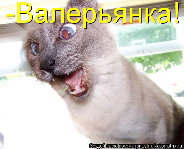 Котоматрица: -Валерьянка!
