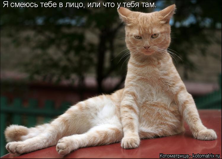 Котоматрица: Я смеюсь тебе в лицо, или что у тебя там.