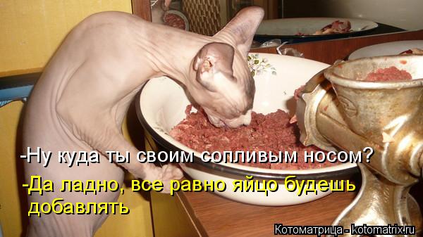 -Ну куда ты своим сопливым носом? -Да ладно, все равно яйцо будешь добавлять... Котоматрица: -Ну куда ты своим сопливым носом? -Да ладно, все равно яйцо будешь добавлять