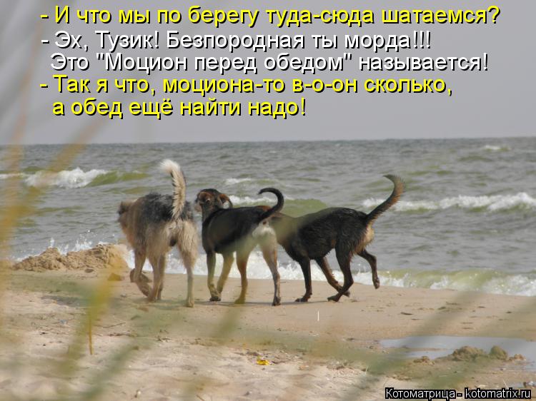 - И что мы по берегу туда-сюда шатаемся? - Эх, Тузик! Безпородная ты морда!!! Это "Моцион перед обедо... Котоматрица: - И что мы по берегу туда-сюда шатаемся? - Эх, Тузик! Безпородная ты морда!!! Это "Моцион перед обедом" называется! - Так я что, моциона-то в-о-он с