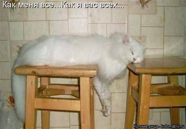Котоматрица: Как меня все...Как я вас всех...