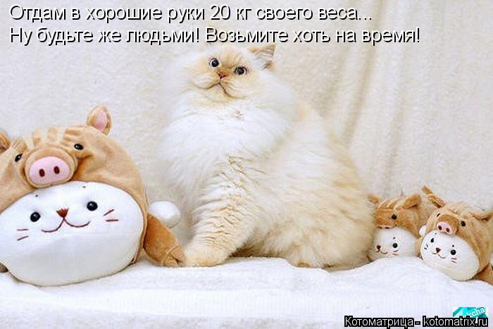 Котоматрица: Отдам в хорошие руки 20 кг своего веса...  Ну будьте же людьми! Возьмите хоть на время!