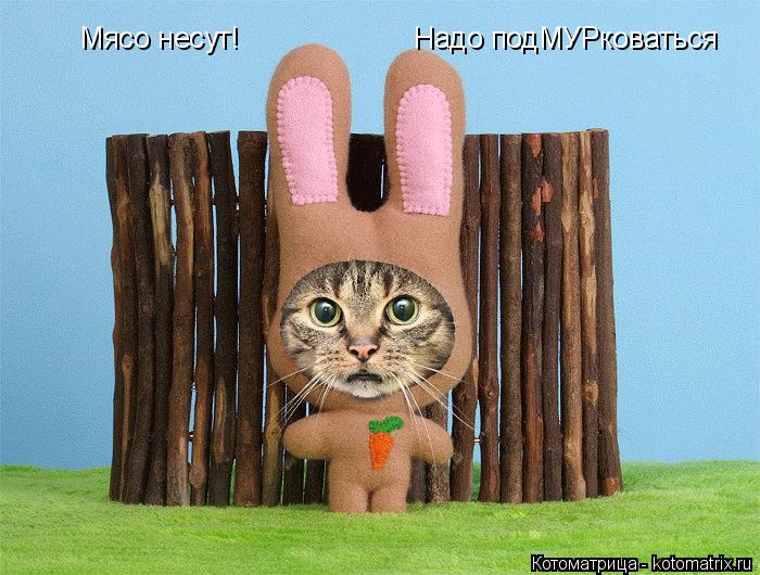 Котоматрица: Мясо несут! Надо подМУРковаться
