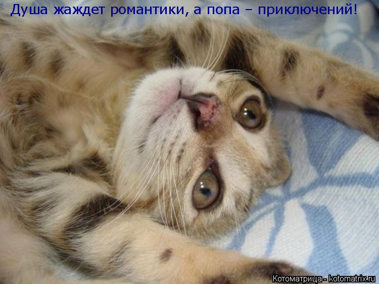 Котоматрица: Душа жаждет романтики, а попа – приключений!