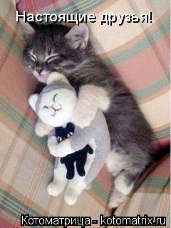 Котоматрица: Настоящие друзья!