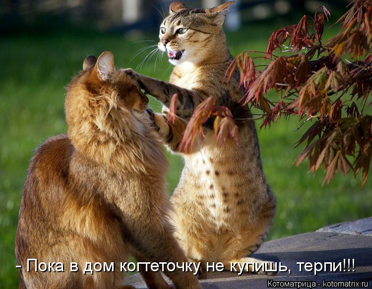 Котоматрица: - Пока в дом когтеточку не купишь, терпи!!!