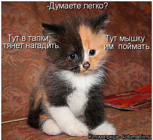 Котоматрица: -Думаете легко? Тут в тапки тянет нагадить. Тут мышку им  поймать.