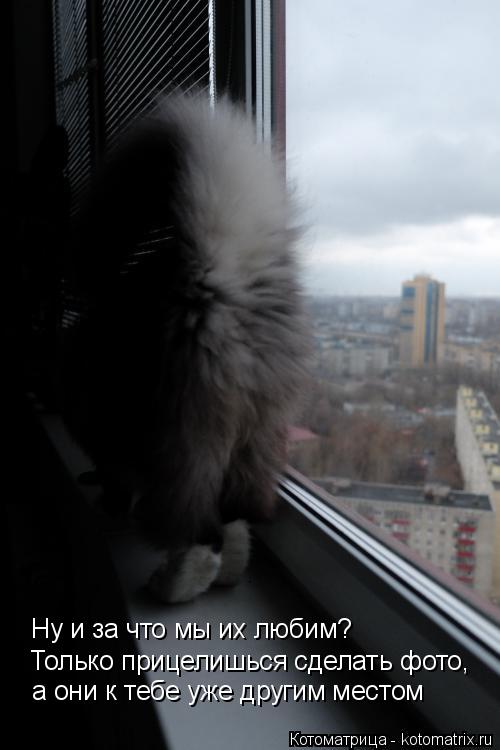 Котоматрица: Ну и за что мы их любим? Только прицелишься сделать фото,  а они к тебе уже другим местом