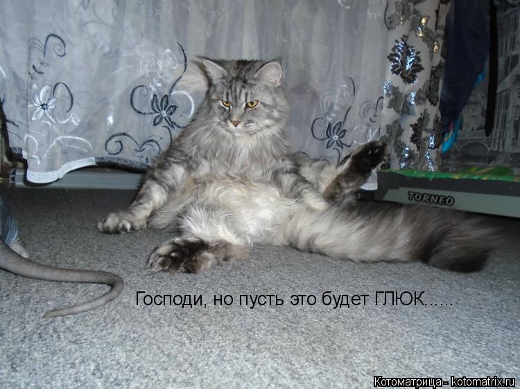 Котоматрица: Господи, но пусть это будет ГЛЮК......