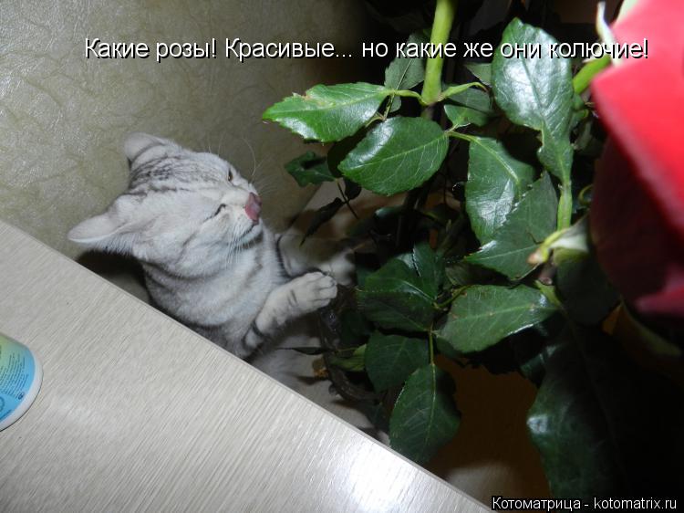 Котоматрица: Какие розы! Красивые... но какие же они колючие!