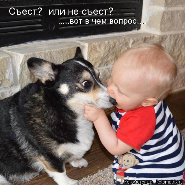 Котоматрица: Съест?  или не съест? .....вот в чем вопрос....