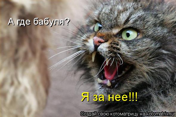 Котоматрица: А где бабуля? Я за нее!!!