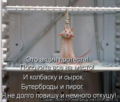 Котоматрица: Положите все на место! И колбаску и сырок. Я не долго повишу и немного откушу! Это акция протеста!  Бутерброды и пирог.