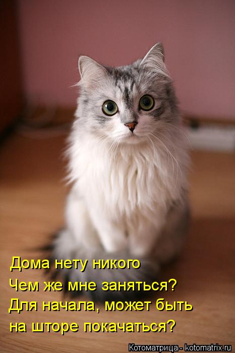 Котоматрица: Дома нету никого Чем же мне заняться? Для начала, может быть на шторе покачаться?