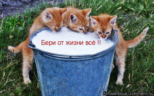 Котоматрица: Бери от жизни всё !!