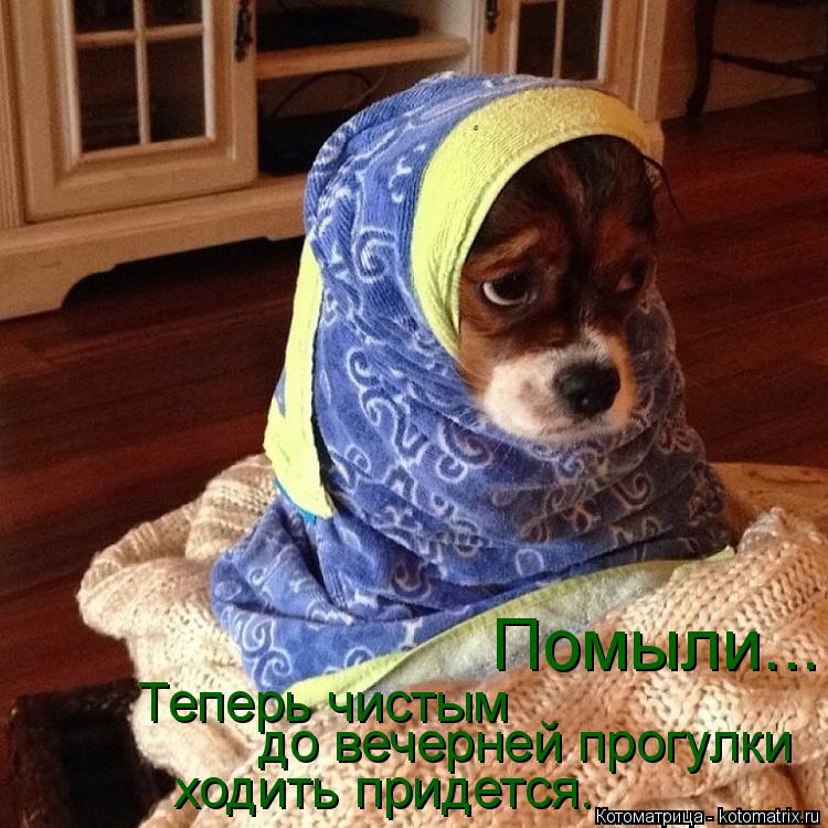 Котоматрица: Помыли... Теперь чистым до вечерней прогулки ходить придется.