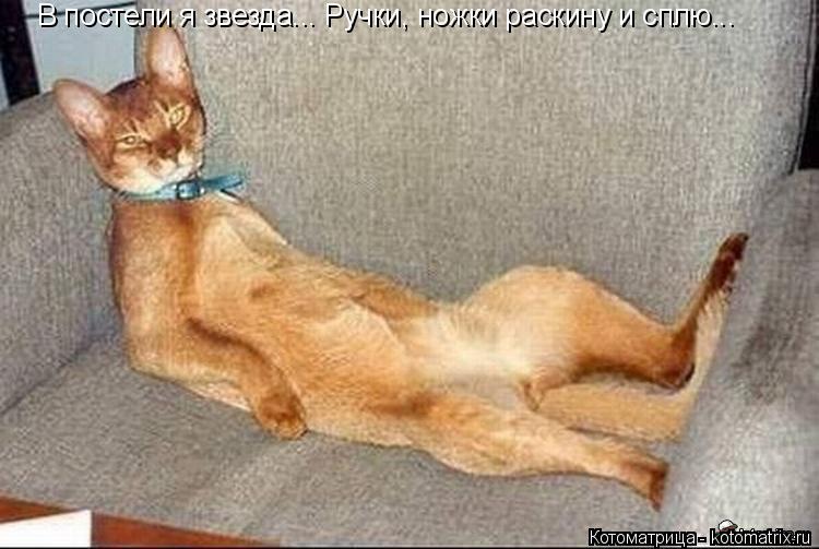 Котоматрица: В постели я звезда... Ручки, ножки раскину и сплю...