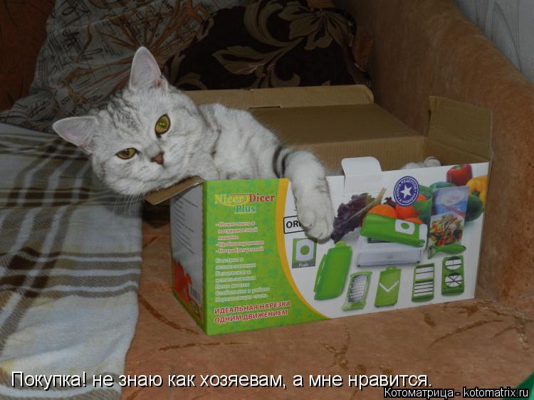Котоматрица: Покупка! не знаю как хозяевам, а мне нравится.