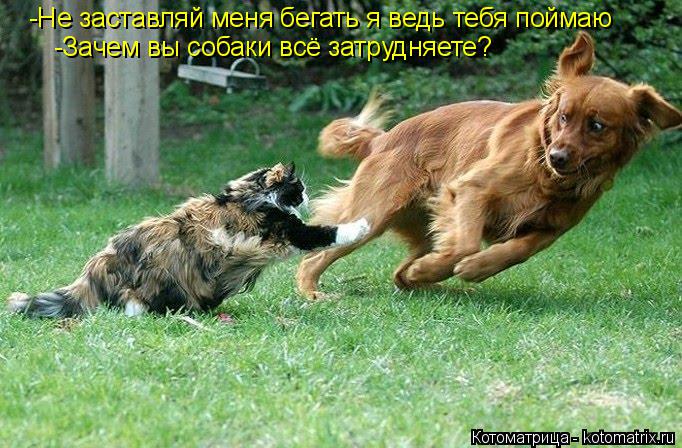 Котоматрица: -Не заставляй меня бегать я ведь тебя поймаю -Зачем вы собаки всё затрудняете?