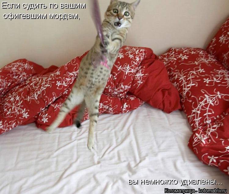 Котоматрица: Если судить по вашим  офигевшим мордам,  вы немножко удивлены...