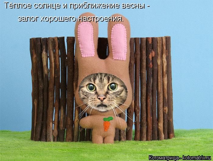 Котоматрица: Тёплое солнце и приближение весны - залог хорошего настроения.