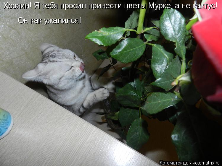 Котоматрица: Хозяин! Я тебя просил принести цветы Мурке, а не кактус!  Он как ужалился!